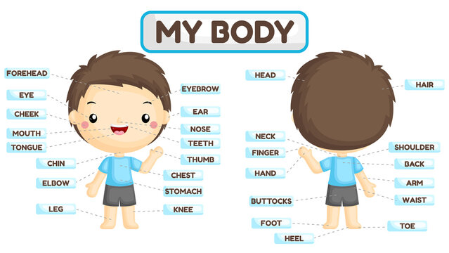 A Vector Set of Boy Body Parts with Detailed Names of the Parts 
