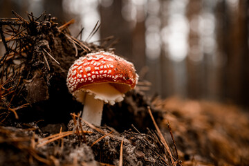 view on mushroom with bright red cap grows in forest on pine needles