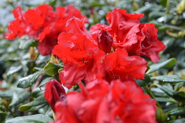 Tai kas gydo sielą, dovanoja meilę ir ramybę, šildo žvarbią dieną ir prikelia gyvenimui.