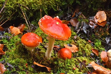 Fliegenpilz, Amanita muscaria, fly amanita, fly agaric