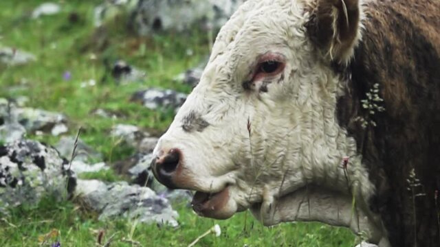Chewing bull (bull's head). Super slow motion 1000 fps
