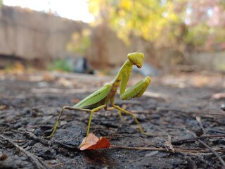 praying mantis in the wild
