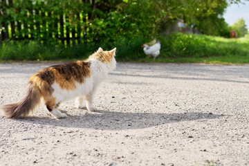 Country tricolor cat watches chicken, predator hunter instincts