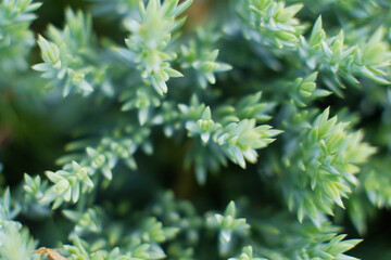 Artistic detail of evergreen cypress twigs in green garden hedge. Chamaecyparis. Close-up of beautiful fresh thuja sprigs in contrast with blurry dry branch in background. Abstract natural decoration.