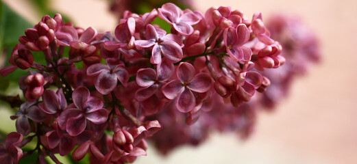 Spring morning. In a botanical garden the lilac blossoms. An inflorescence with flowers of rare dark rather dirty-pink color.