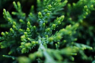 Artistic detail of evergreen cypress twigs in green garden hedge. Chamaecyparis. Close-up of beautiful fresh thuja sprigs in contrast with blurry dry branch in background. Abstract natural decoration.