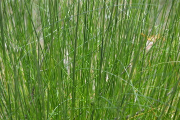 Tai kas gydo sielą, dovanoja meilę ir ramybę, šildo žvarbią dieną ir prikelia gyvenimui.