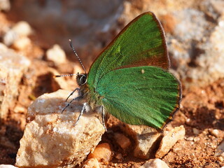 Green Hairstreak (Callophrys rubi)