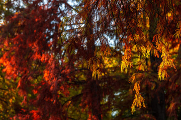 A lot of autumn fall coloured tree leaves in amazing morning sunrise warm light, seasons specific