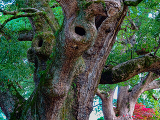 old oak tree