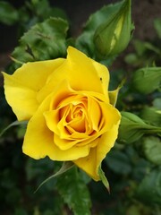 Tai kas gydo sielą, dovanoja meilę ir ramybę, šildo žvarbią dieną ir prikelia gyvenimui.