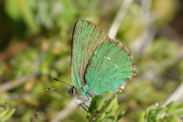 Green Hairstreak (Callophrys rubi)