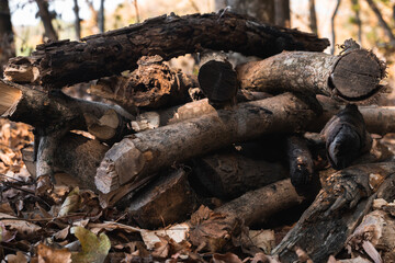 Dry felled tree branches. A lot of wood and firewood in the forest are in a pile. Sticks and boards for the fire.