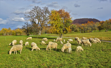 Obraz premium Schafherde auf der Herbstweide