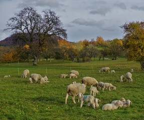 Fototapeta premium Schafherde mit Lämmer auf der Herbstweide