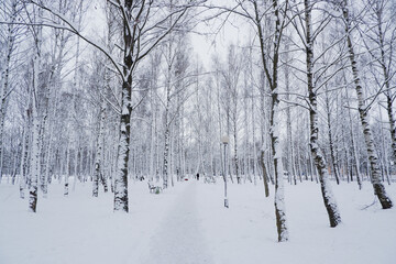 snow covered trees