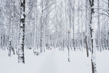 snow covered trees in winter