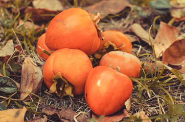Orange, ripe persimmon fruits in the grass. Farmer autumn harvest in the garden. Copy space