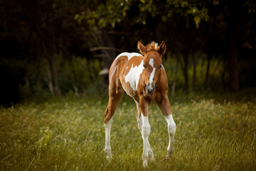 Naklejka na ściany i meble adorable paint horse foal portrait standing in high green grass