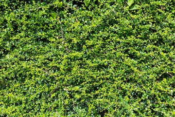 Plant fence background, green plant nature background