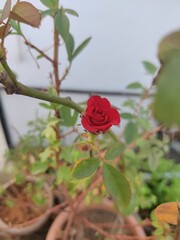 red rose bush