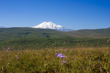 Beautiful alpine meadows on a sunny day with a view of the snowy mountain Elbrus