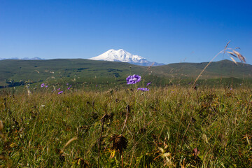 Beautiful alpine meadows on a sunny day with a view of the snowy mountain Elbrus