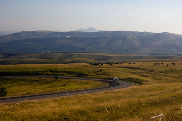 Alpine meadows where horses graze. Mountains on the horizon. The road passes through the meadows
