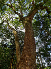 look up a big sacred tree