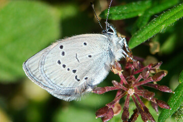 Lorquin's Blue (Cupido lorquinii)