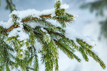 branches of a coniferous tree in the snow on a blurred background. christmas background.