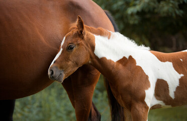 adorable paint horse foal with brown horse mommy on a meadow 