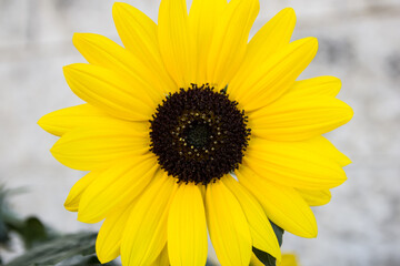 sunflower in the garden