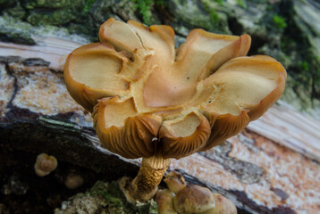 Pilz , bräunlich in sternform 