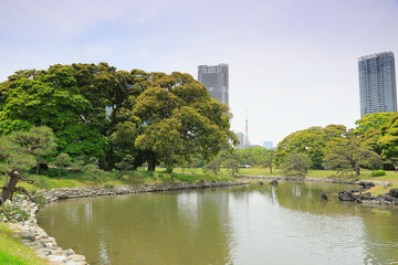 Fototapeta premium 浜離宮庭園と汐留タワーマンション