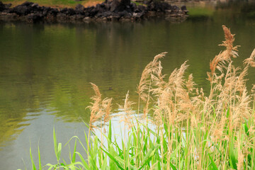 Obraz premium 浜離宮庭園 池のススキ
