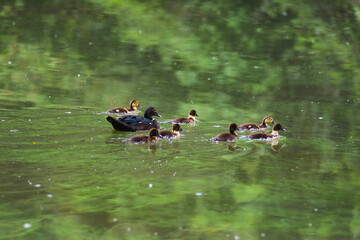 duck and ducklings