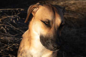 Closeup shot of black mouth cur dog on blurred background