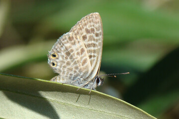 Fototapeta na wymiar Lang's Short-tailed Blue (Leptotes pirithous)