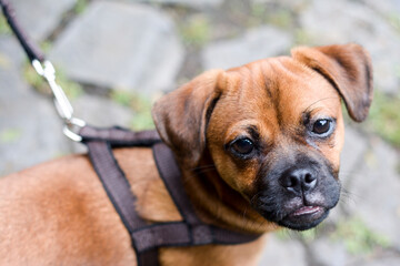 Fototapeta premium portrait of a dog