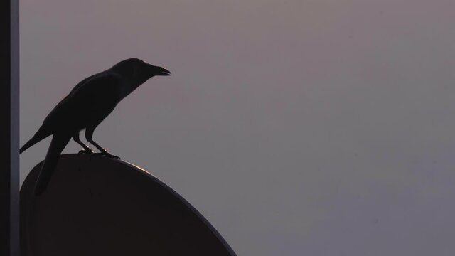 craw Indian sitting on dish antenna UHD semi silhouette raven