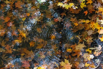 Fall Leaves in Water