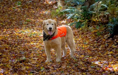 Golden Retriever in the Leaves