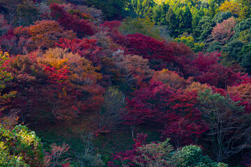 colorful maple trees in Japan
