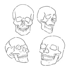 Collection Of Hand Drawn Skulls In Monochrome. Vector Skulls Illustrations, human skull vector sketch illustration