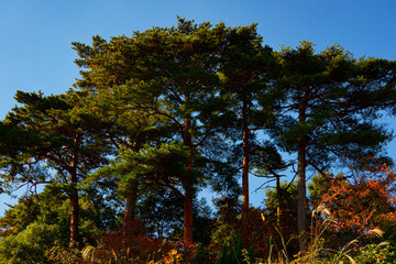pine forest 