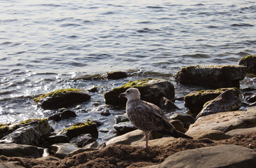 A bird on the seashore looking at the horizon