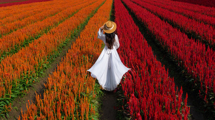 Beautiful girl in white dress travel at Celosia flowers fields, Chiang Mai.
