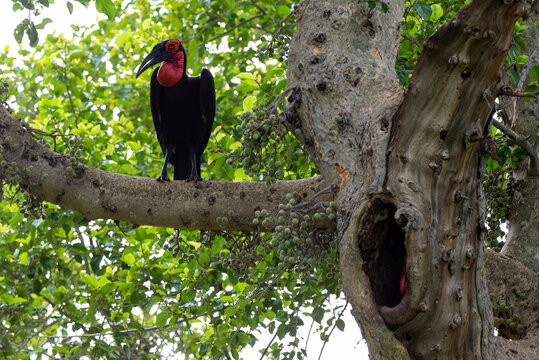 Bucorve du Sud, Grand calao terrestre, Nid, Bucorvus leadbeateri, Southern Ground Hornbill