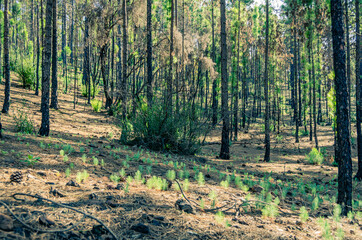 Obraz premium autumn in the woods, forest, tree, nature, landscape, autumn, trees, woods, pine, green, wood, park, light, sun, leaf, foliage, leaves, summer, season, fall, trunk, woodland, path, environment,